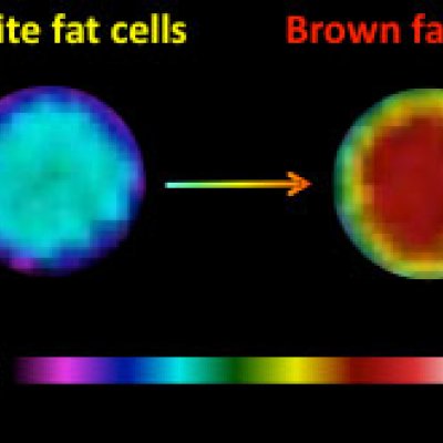 An infrared picture of two wells containing approximately 50,000 fat cells each. They are transformed from ordinary white fat cells to heat-producing brown fat cells following hormone treatment.